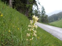 Orchis pallens 27, Saxifraga-Jelle van Dijk