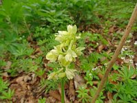 Orchis pallens 28, Saxifraga-Hans Grotenhuis