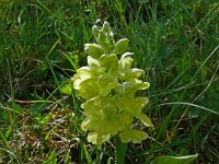 Orchis pallens 30, Saxifraga-Hans Grotenhuis