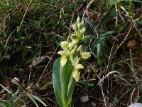 Orchis pallens 33, Saxifraga-Hans Grotenhuis