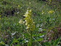 Orchis pallens 34, Saxifraga-Hans Grotenhuis