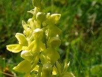 Orchis pallens 35, Saxifraga-Hans Grotenhuis