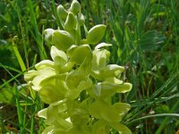 Orchis pallens 37, Saxifraga-Hans Grotenhuis