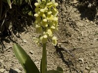 Orchis pallens 6, Saxifraga-Marijke Verhagen
