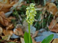 Orchis pallens 7, Saxifraga-Willem van Kruijsbergen