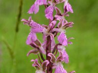 Orchis patens 2, Saxifraga-Hans Dekker