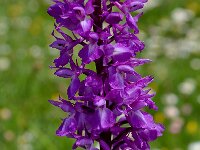 Orchis pinetorum 8, Saxifraga-Harry Jans