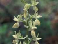 Orchis provincialis 1, Saxifraga-Arie de Knijff