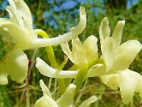 Orchis provincialis 18, Saxifraga-Hans Grotenhuis