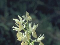 Orchis provincialis 2, Saxifraga-Jan van der Straten