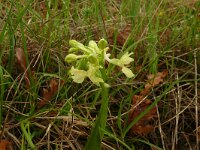 Orchis provincialis 20, Saxifraga-Hans Grotenhuis