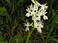 Orchis provincialis 24, Saxifraga-Ed Stikvoort
