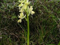 Orchis provincialis 25, Saxifraga-Ed Stikvoort