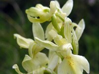Orchis provincialis 26, Saxifraga-Ed Stikvoort
