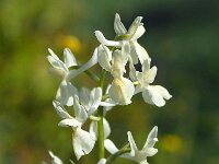Orchis provincialis 8, Saxifraga-Hans Dekker