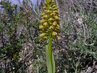 Orchis punctulata 2, Saxifraga-Ed Stikvoort : s10 cyprus
