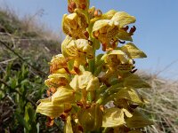 Orchis punctulata 5, Saxifraga-Ed Stikvoort : Vayk - Tatev - Kapan s9900