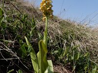 Orchis punctulata 6, Saxifraga-Ed Stikvoort : Vayk - Tatev - Kapan s9900