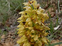 Orchis punctulata 7, Saxifraga-Ed Stikvoort : Kapan - Mehgri A900