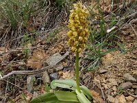 Orchis punctulata 8, Saxifraga-Ed Stikvoort : Kapan - Mehgri A900