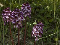 Orchis purpurea 10, Purperorchis, Saxifraga-Marijke Verhagen
