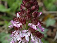 Orchis purpurea 16, Purperorchis, Saxifraga-Marijke Verhagen
