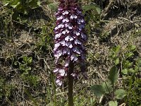 Orchis purpurea 17, Purperorchis, Saxifraga-Marijke Verhagen