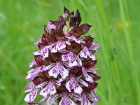 Orchis purpurea 19, Purperorchis, Saxifraga-Jeroen Willemsen