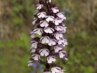 Orchis purpurea 20, Purperorchis, Saxifraga-Jan van der Straaten