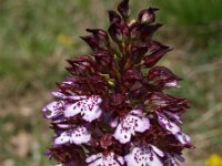 Orchis purpurea 33, Purperorchis, Saxifraga-Hans Dekker