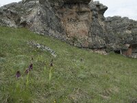 Orchis purpurea 34, Purperorchis, Saxifraga-Willem van Kruijsbergen