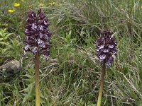 Orchis purpurea 39, Purperorchis, Saxifraga-Willem van Kruijsbergen