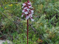 Orchis purpurea 4, Purperorchis, Saxifraga-Willem van Kruijsbergen