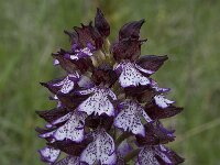 Orchis purpurea 41, Purperorchis, Saxifraga-Willem van Kruijsbergen