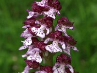 Orchis purpurea 42, Purperorchis, Saxifraga-Hans Dekker