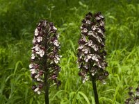 Orchis purpurea 44, Purperorchis, Saxifraga-Willem van Kruijsbergen
