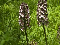 Orchis purpurea 45, Purperorchis, Saxifraga-Willem van Kruijsbergen