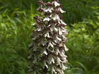 Orchis purpurea 47, Purperorchis, Saxifraga-Willem van Kruijsbergen