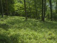 Orchis purpurea 48, Purperorchis, Saxifraga-Willem van Kruijsbergen