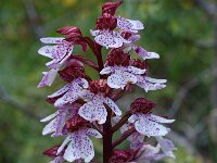 Orchis purpurea 5, Purperorchis, Saxifraga-Willem van Kruijsbergen