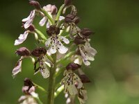 Orchis purpurea 54, Purperorchis, Saxifraga-Willem van Kruijsbergen