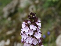 Orchis purpurea 56, Purperorchis, Saxifraga-Dirk Hilbers
