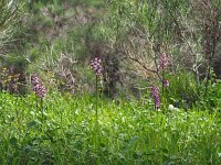 Orchis purpurea 58, Purperorchis, Saxifraga-Hans Dekker