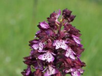 Orchis purpurea 59, Purperorchis, Saxifraga-Hans Dekker