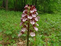 Orchis purpurea 65, Purperorchis, Saxifraga-Hans Grotenhuis