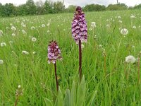 Orchis purpurea 66, Purperorchis, Saxifraga-Hans Grotenhuis