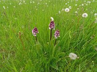 Orchis purpurea 67, Purperorchis, Saxifraga-Hans Grotenhuis