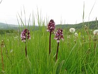 Orchis purpurea 68, Purperorchis, Saxifraga-Hans Grotenhuis