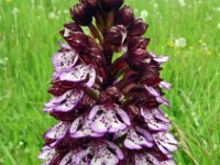 Orchis purpurea 69, Purperorchis, Saxifraga-Hans Grotenhuis
