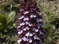 Orchis purpurea 7, Purperorchis, Saxifraga-Marijke Verhagen